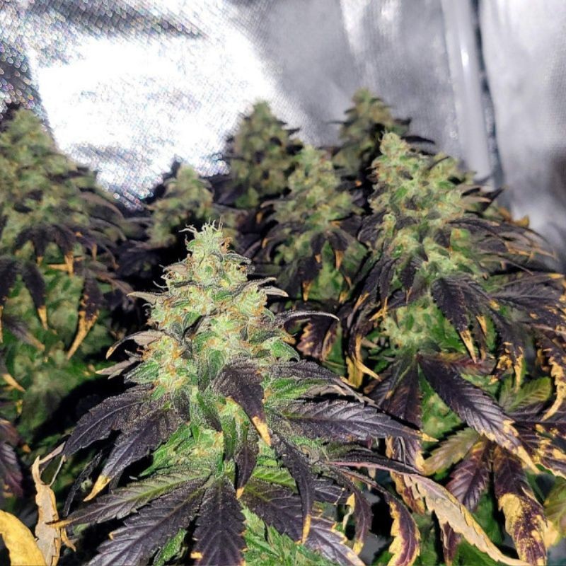 Nasiona marihuany OG Kush Diesel - opis odmiany konopi