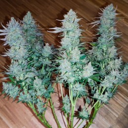 Nasiona marihuany automatyczne Haze 2.0 Autoflowering - odmiana konopi