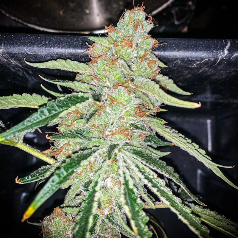 Nasiona marihuany medycznej Gorilla CBD - odmiana konopi