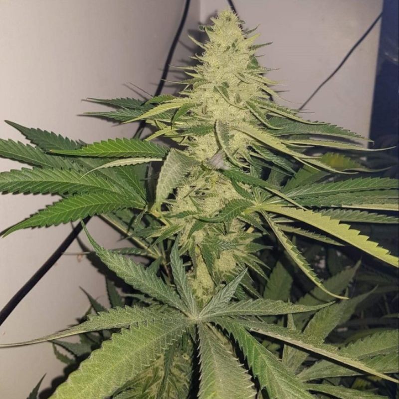 Nasiona marihuany automatyczne Gorilla Autoflowering - odmiana konopi