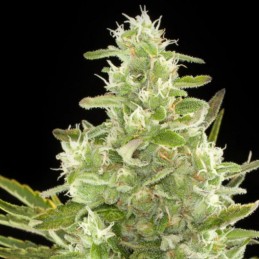 Nasiona marihuany automatyczne Critical Lemon Autoflowering - odmiana konopi