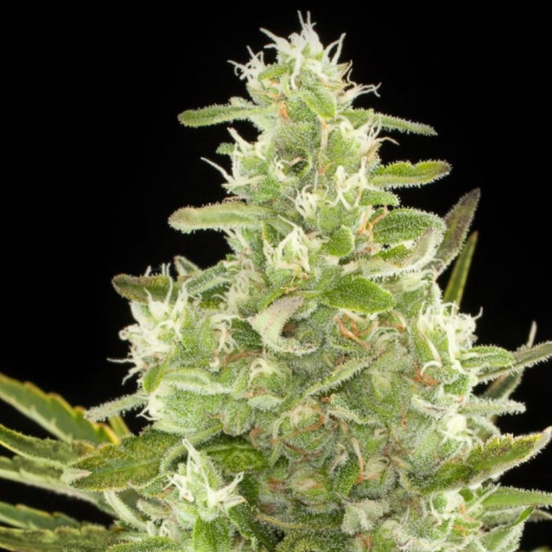 Nasiona marihuany automatyczne Critical Lemon Autoflowering - odmiana konopi