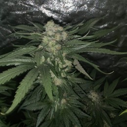 Nasiona marihuany automatyczne Amnesia XXL Autoflowering - odmiana konopi