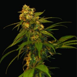 Nasiona marihuany Lemon Power Indica OG Kush - opis odmiany konopi