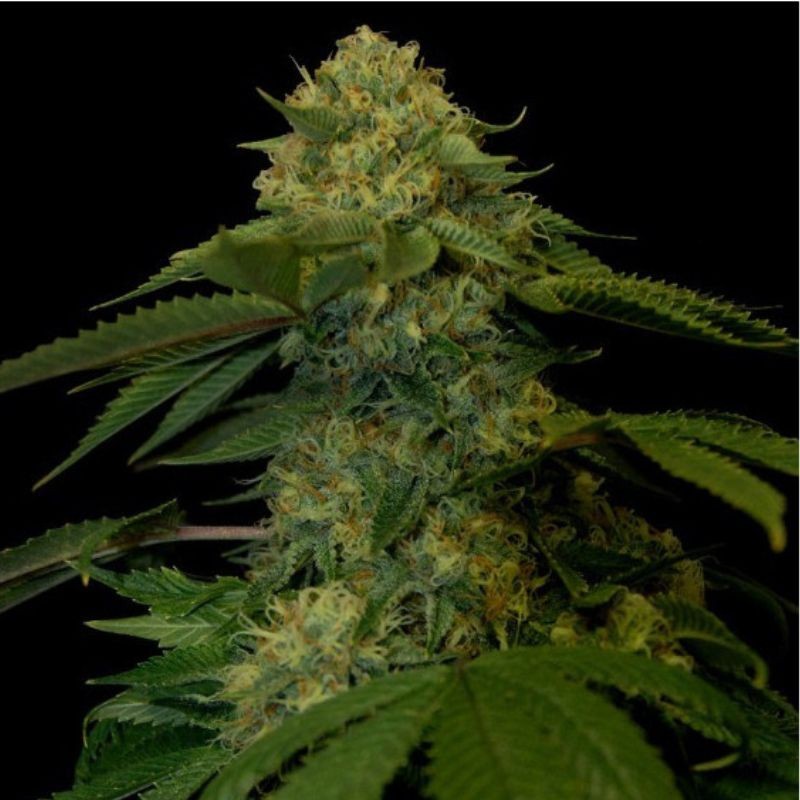 Nasiona marihuany Holy Grail Power Kush - opis odmiany konopi