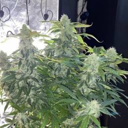 Nasiona marihuany Golden Berry - odmiana konopi