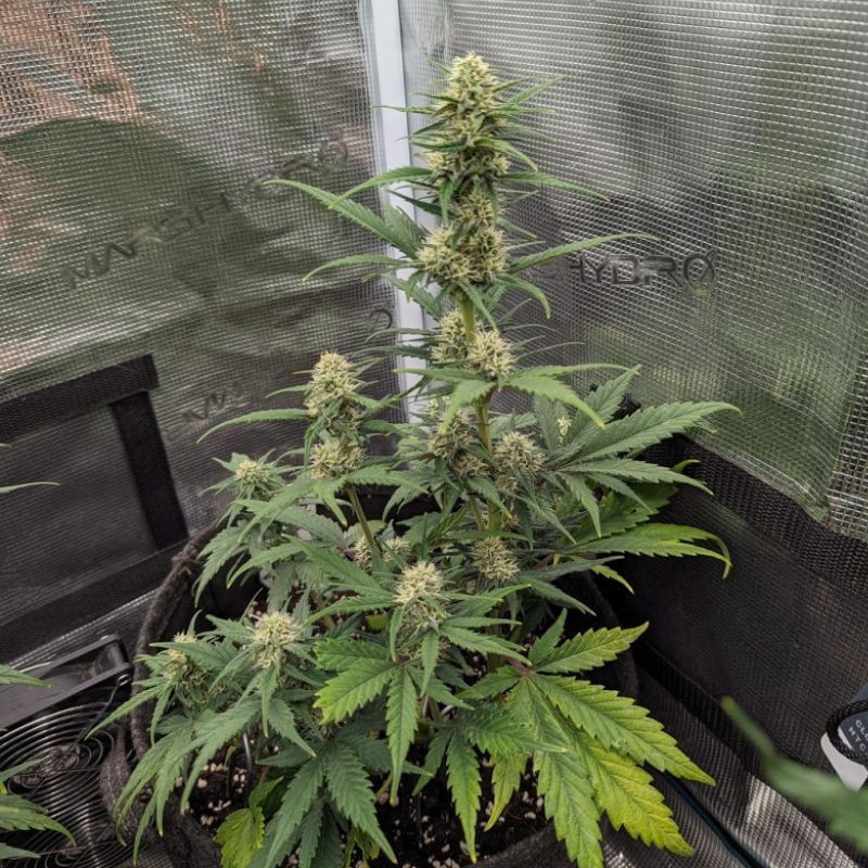 Nasiona marihuany Banana Joint Kush - odmiana konopi