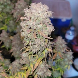 Nasiona marihuany Amnesia Haze Ultra CBD Supreme - odmiana konopi