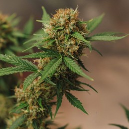 Nasiona marihuany automatyczne Russian Automatic Express - opis odmiany konopi
