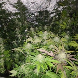 Nasiona marihuany automatyczne LSD-25 Auto Blaze - opis odmiany konopi