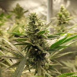 Grapefruit Auto Delight