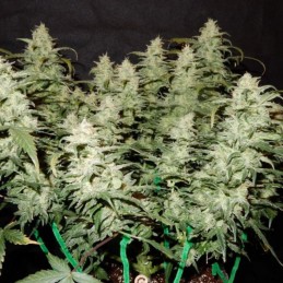Nasiona marihuany automatyczne Skunk Glue Auto Storm - opis odmiany konopi