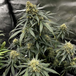 Nasiona marihuany automatyczne Elite Girl Scout Cookies Auto - odmiana konopi