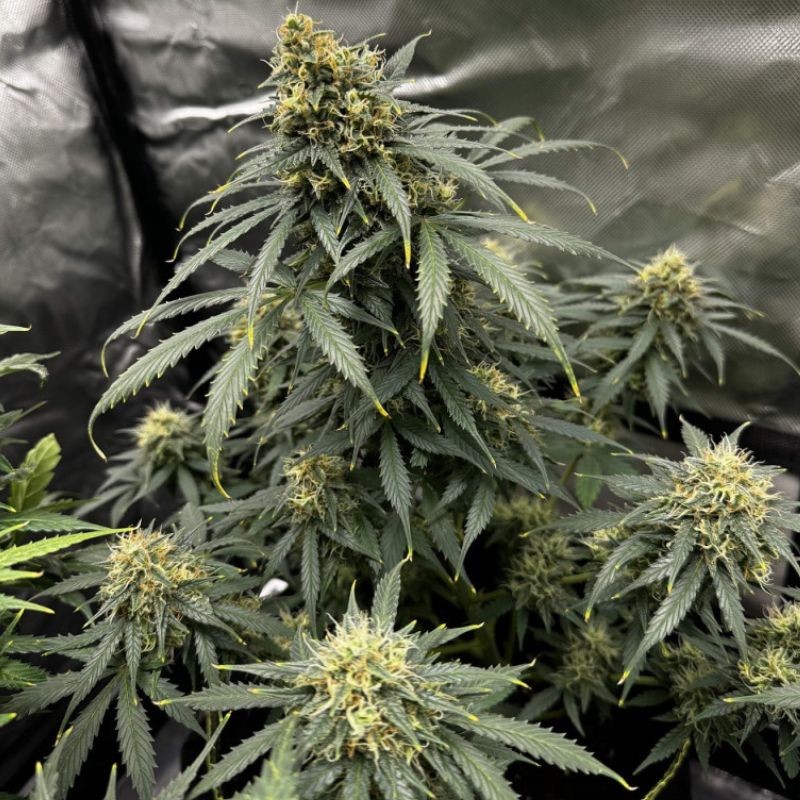 Nasiona marihuany automatyczne Elite Girl Scout Cookies Auto - odmiana konopi