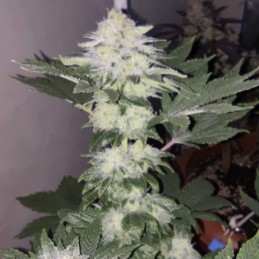 Medyczne nasiona marihuany CBD Auto Skunk - odmiana konopi