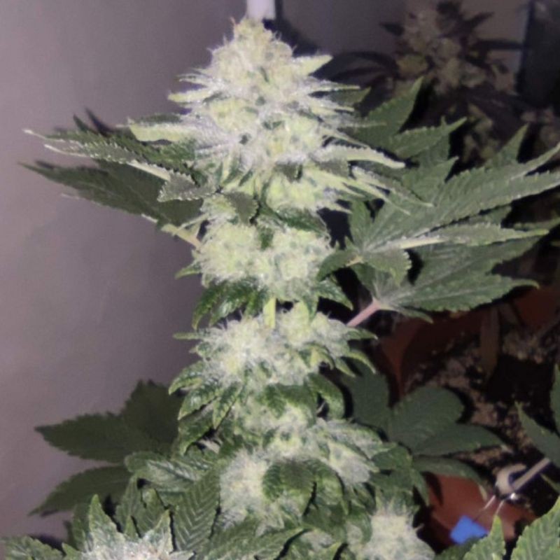 Medyczne nasiona marihuany CBD Auto Skunk - odmiana konopi