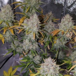 Nasiona marihuany automatyczne GreenLeaf Blackberry Auto - odmiana konopi