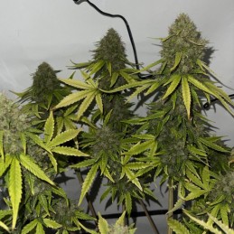 Nasiona marihuany automaty Zkittlez Dream Auto - opis odmiany konopi