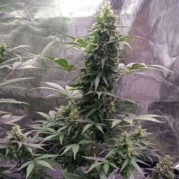 Kush Sour Diesel Auto