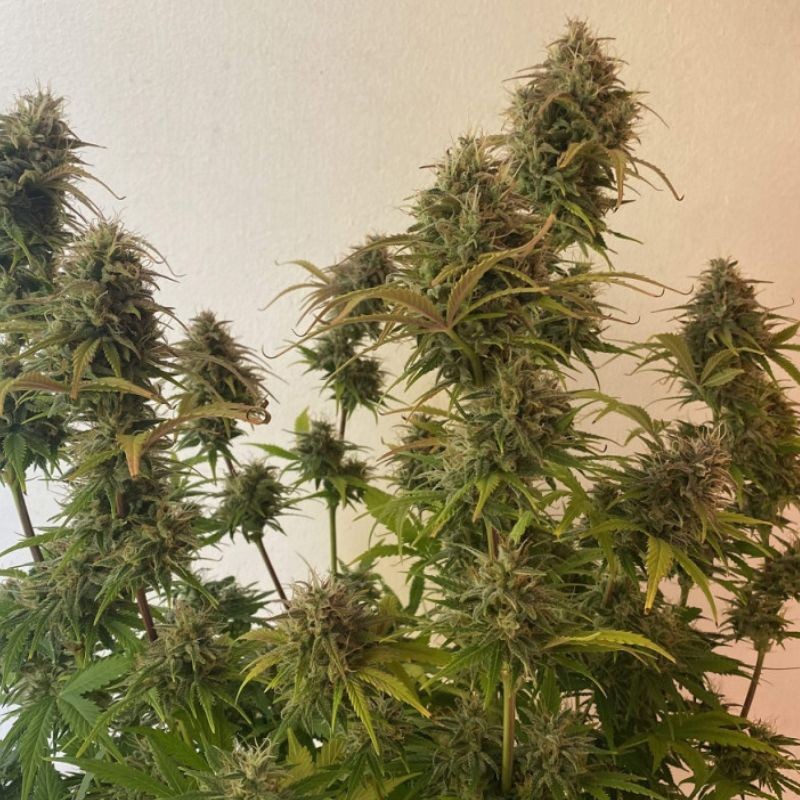 Nasiona marihuany automatyczne Legendary OG Kush Auto - opis odmiany konopi