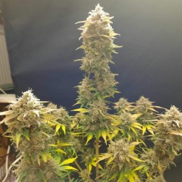 Nasiona marihuany automatyczne Northern Lights Rush Auto - opis odmiany konopi