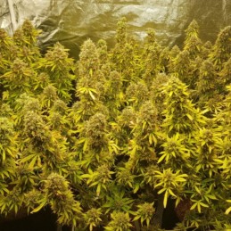 Nasiona marihuany automatyczne Chemdawg Auto Haze - odmiana konopi