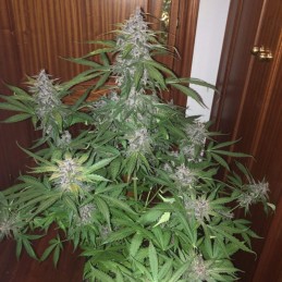Nasiona marihuany automatyczne BubbleGum Auto - odmiana konopi