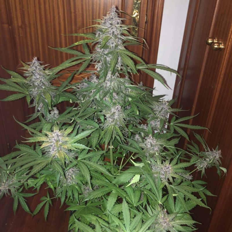 Nasiona marihuany automatyczne BubbleGum Auto - odmiana konopi