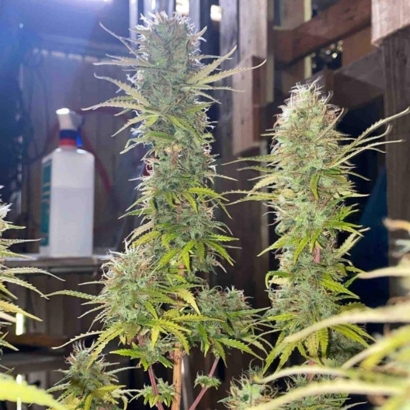 Nasiona marihuany Northern Light X Skunk - opis odmiany konopi