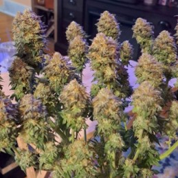 Nasiona marihuany Blueberry Gum - odmiana konopi