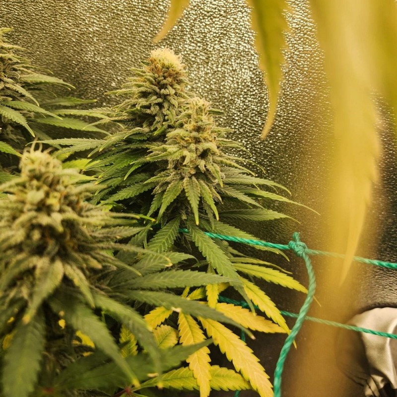 Nasiona marihuany automatyczne Auto Haze Pineapple - odmiana konopi