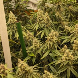 Nasiona marihuany automatyczne Auto Strong Kush Diesel - odmiana konopi