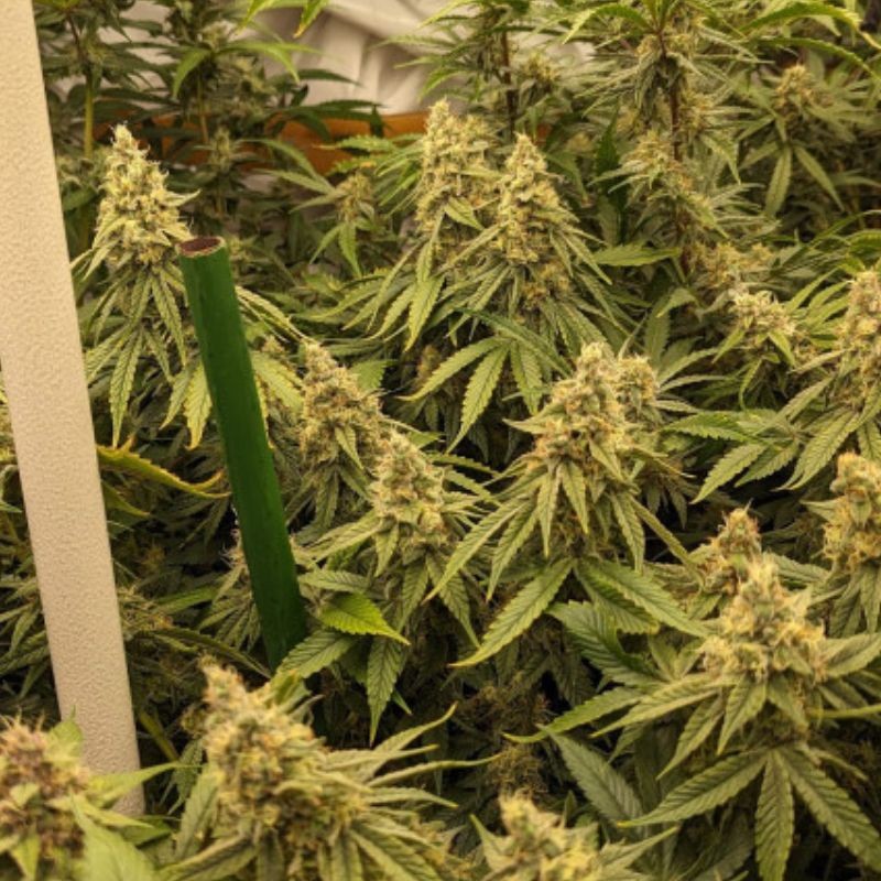 Nasiona marihuany automatyczne Auto Strong Kush Diesel - odmiana konopi