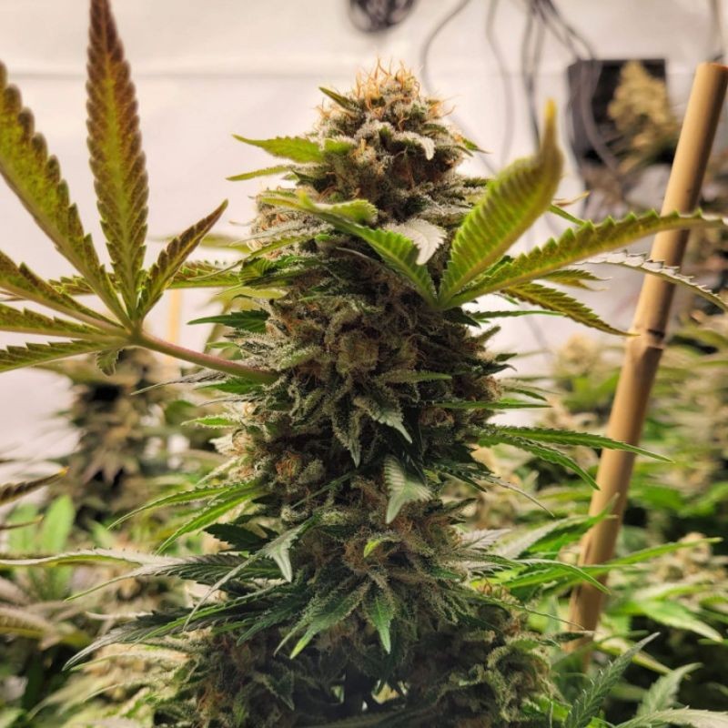 Nasiona marihuany automatyczne Northern Power THC Auto - opis odmiany konopi