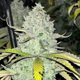 Nasiona marihuany Guerilla Gold - odmiana konopi