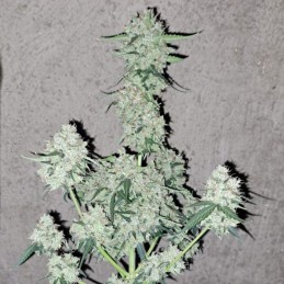 Nasiona marihuany Amnesia White Joint - odmiana konopi