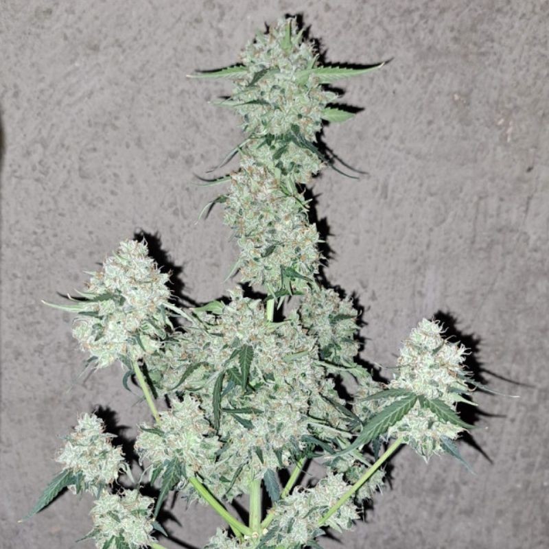 Nasiona marihuany Amnesia White Joint - odmiana konopi