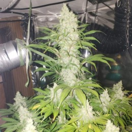 Nasiona marihuany White Widow x AK - opis odmiany konopi