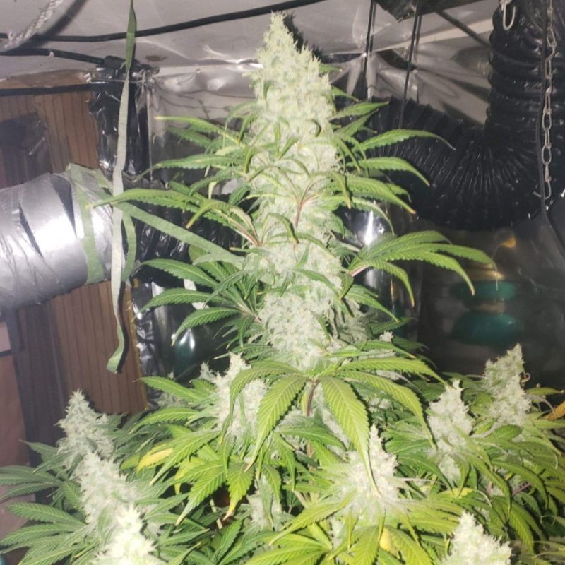 Nasiona marihuany White Widow x AK - opis odmiany konopi