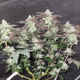 Nasiona marihuany Blueberry 99 - odmiana konopi