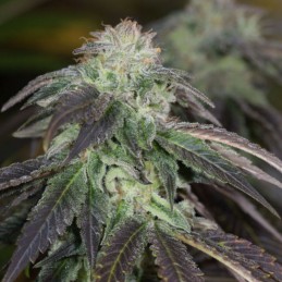 Nasiona marihuany Herb OG Kush - opis odmiany konopi