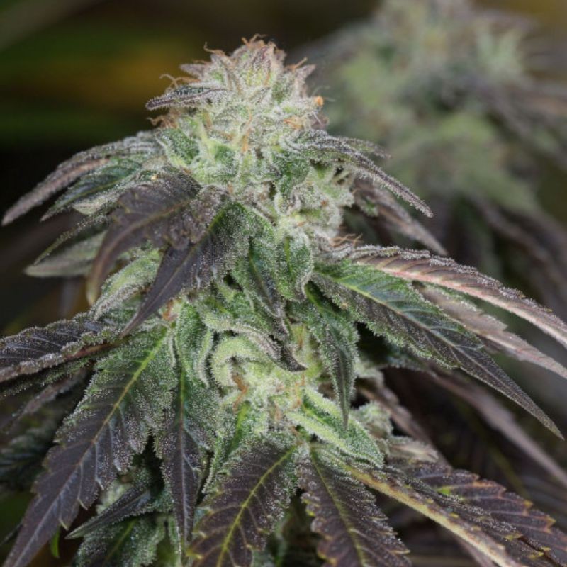 Nasiona marihuany Herb OG Kush - opis odmiany konopi