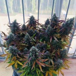 Nasiona marihuany White Russian OG - opis odmiany konopi