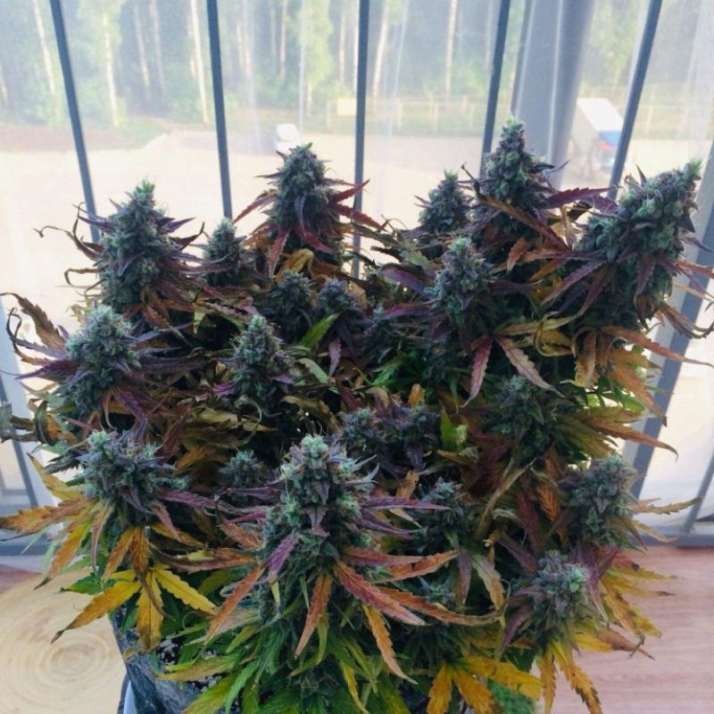 Nasiona marihuany White Russian OG - opis odmiany konopi