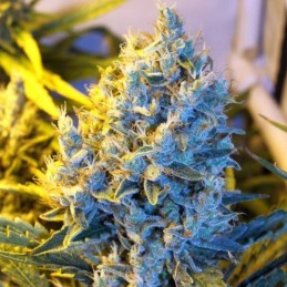 Nasiona marihuany White Blueberry Russian OG - opis odmiany konopi