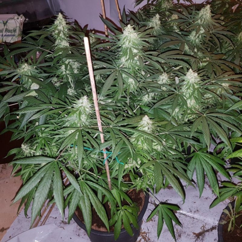 Nasiona medycznej marihuany Super Haze Dream CBD - opis odmiany konopi