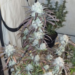 Nasiona marihuany automatyczne Speedy Flower Arjan Auto - opis odmiany konopi