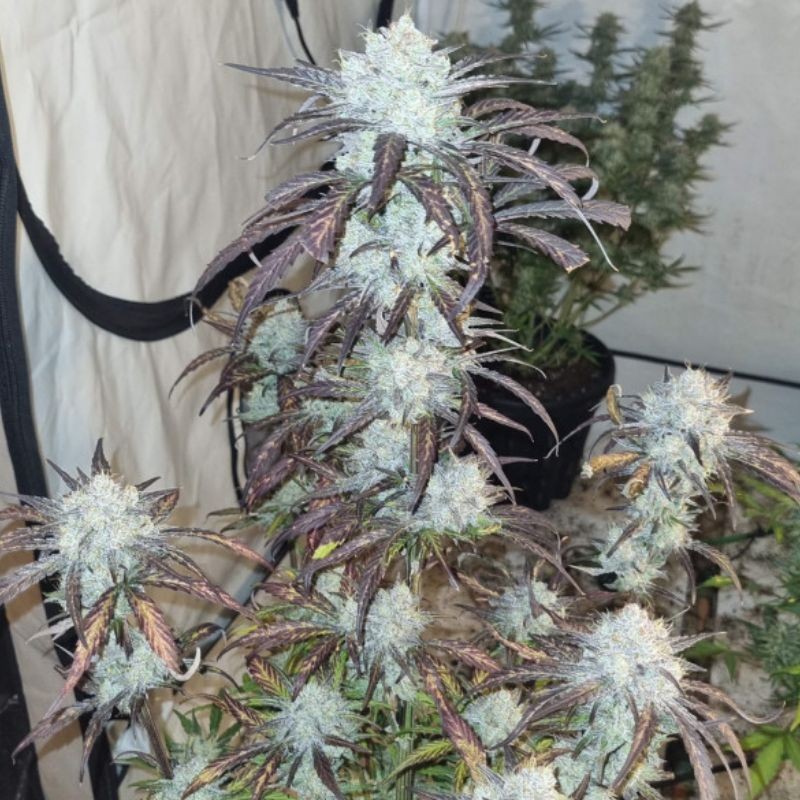 Nasiona marihuany automatyczne Speedy Flower Arjan Auto - opis odmiany konopi