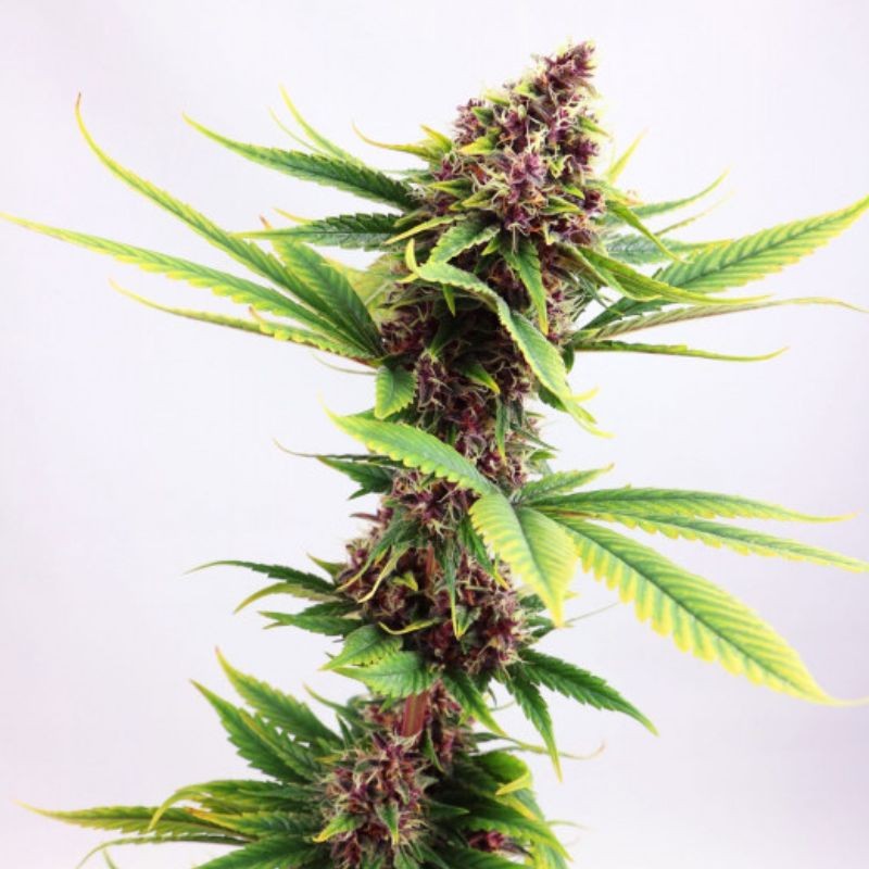 Nasiona marihuany Purple Delicious Berry - opis odmiany konopi