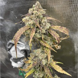 Nasiona marihuany Mango Sugar - opis odmiany konopi